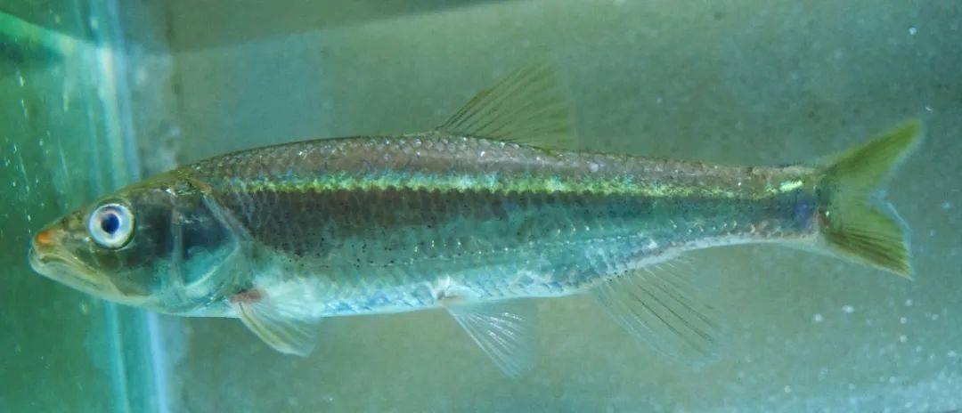 中华细鲫aphyocypris chinensis