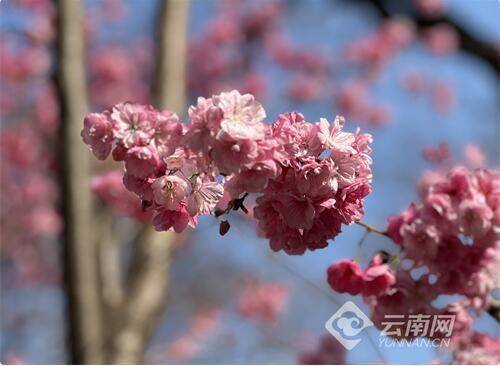 昆明动物园樱花节如约而至 双花竞绽美不堪收