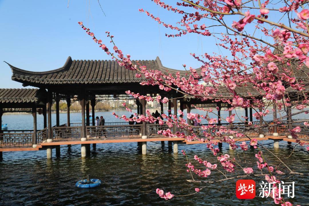 【视频】南京莫愁湖公园,海棠初绽放与梅花争艳_花海中_市民_园林
