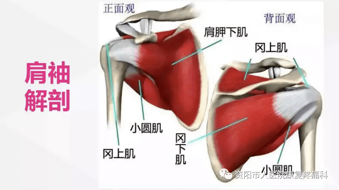 肱骨正面观图片