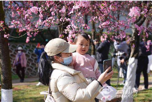 昆明动物园樱花节如约而至 双花竞绽美不堪收