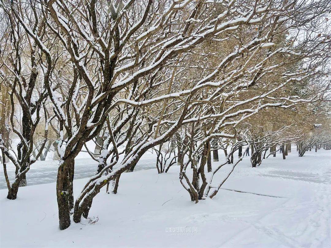 三月的雪花能够有多都雅