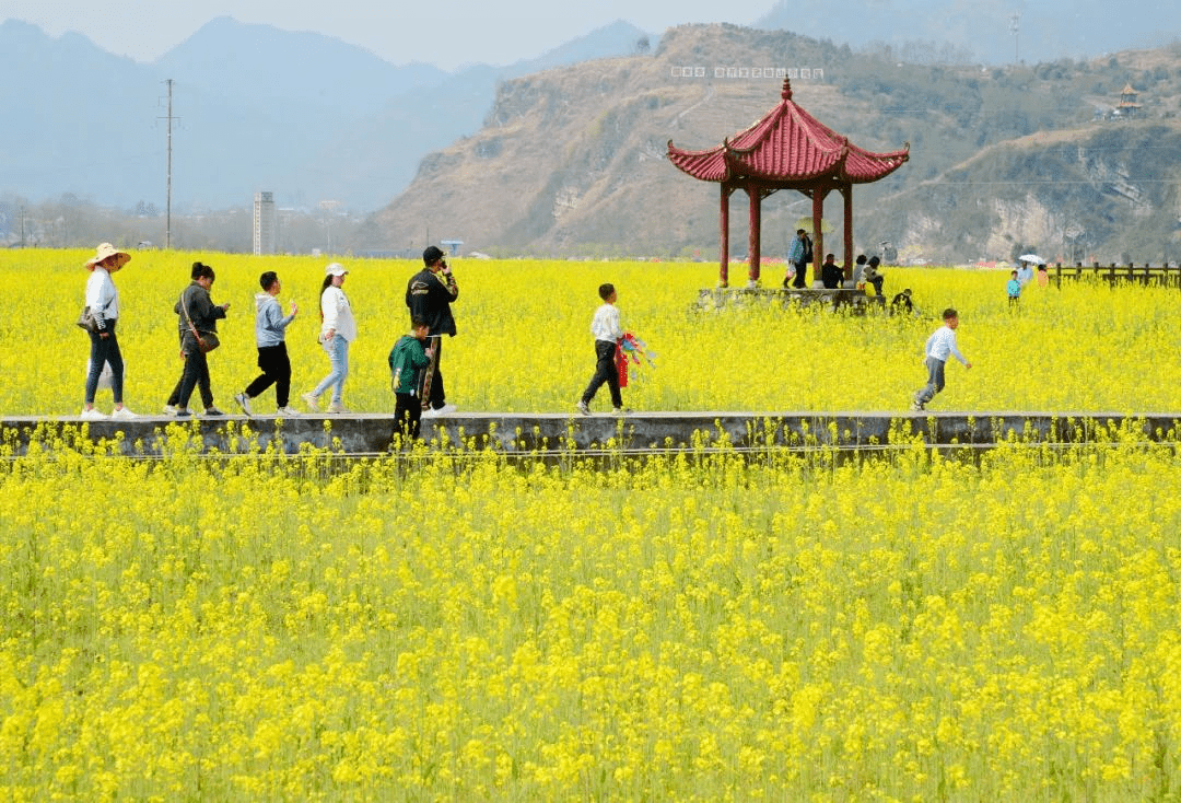 3月8日棲霞鎮全民文旅活動月暨油菜花景區開園將拉開序幕,一場集文化