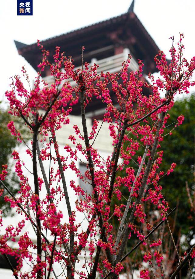 又是一年赏樱时，湖北武汉赏樱点达161处