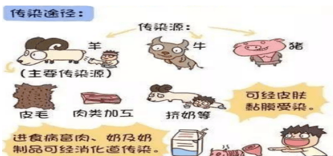 布鲁氏菌病是什么病图片