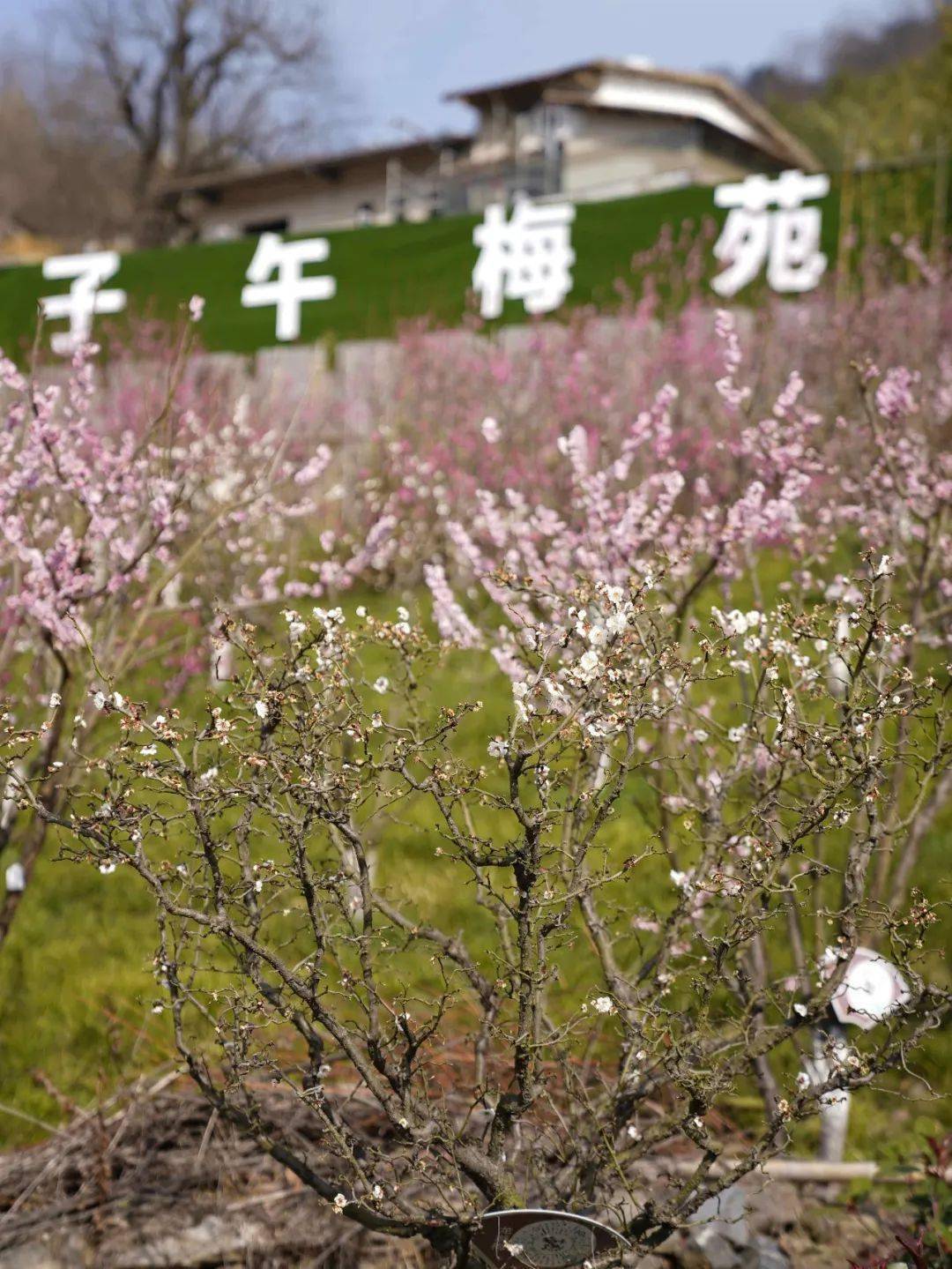 繁花似锦,千娇百"梅,明天约起…_宁陕_梅苑花_安康