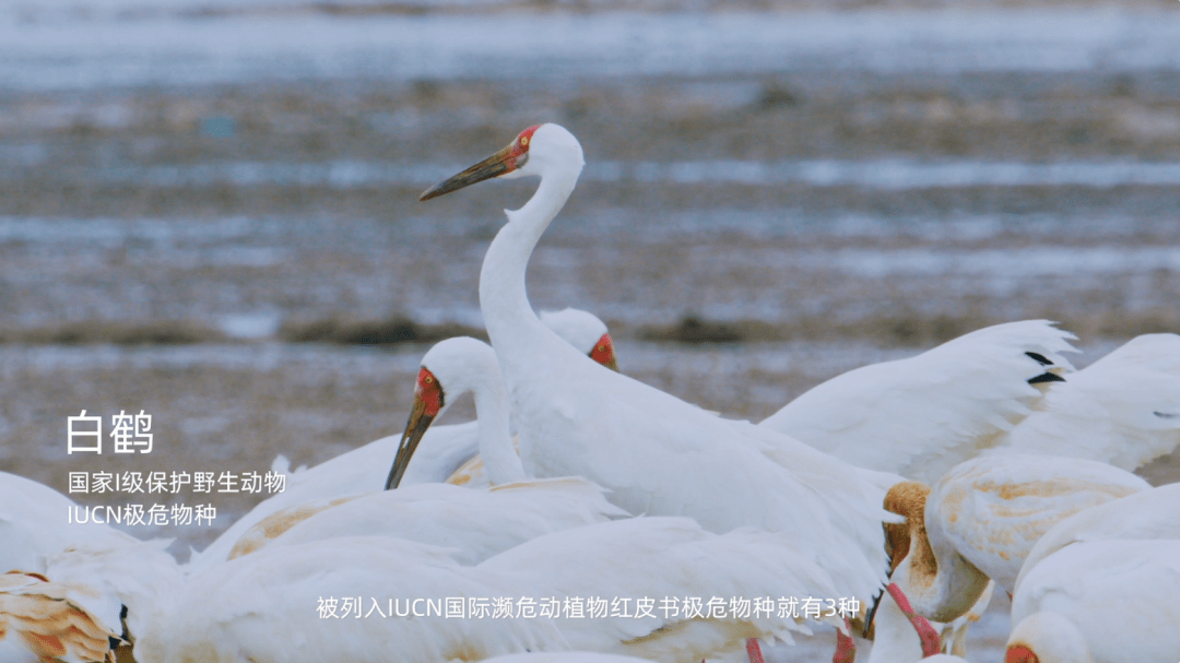 公益短片《守护湿地之美》｜张天爱与吴宣仪配合助力湿地恢复，续写生态平衡