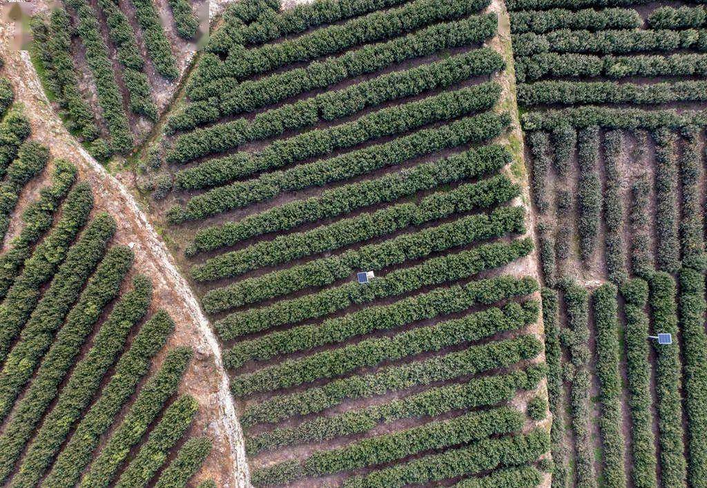 文縣範壩鎮發揮著重要作用茶產業在促進當地群眾增收致富中滋味醇厚