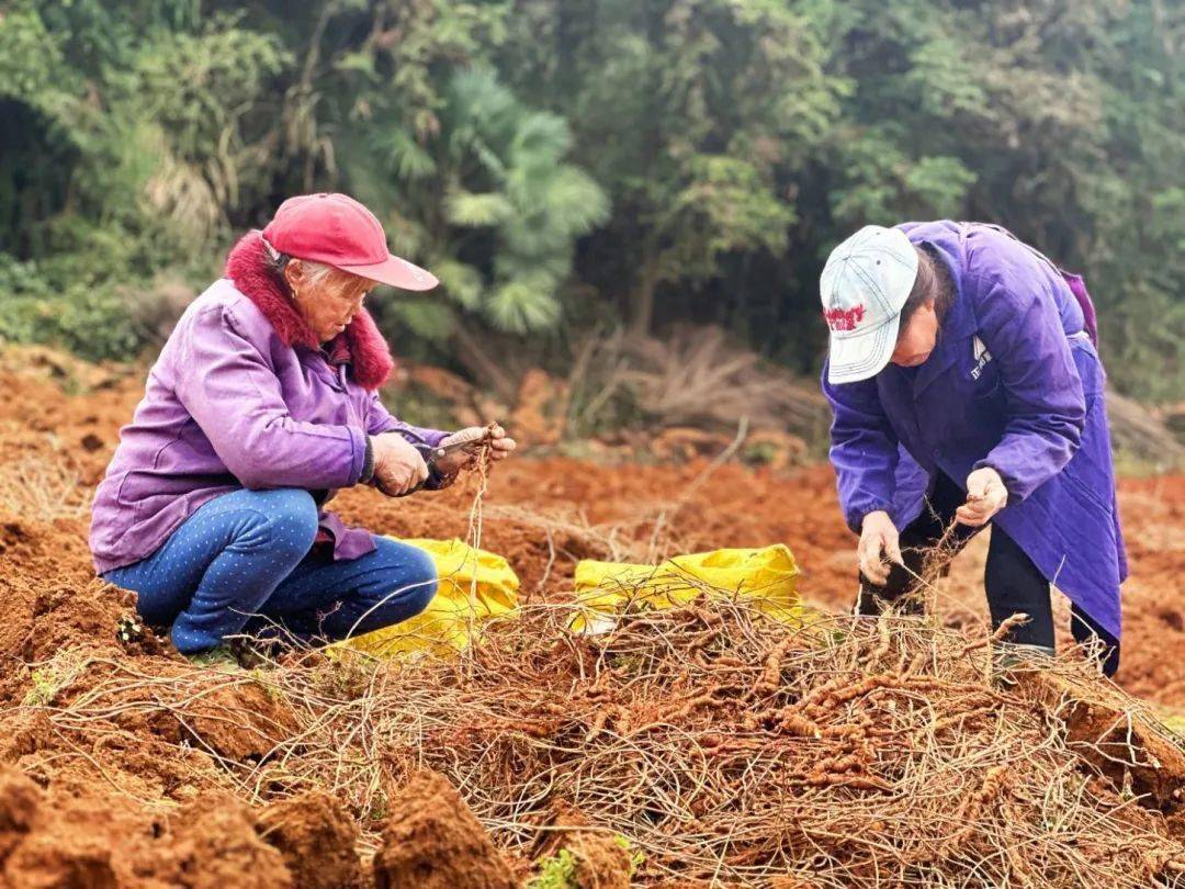 上高县中药材种植引领农民走上致富路_村民_江西省_湖村