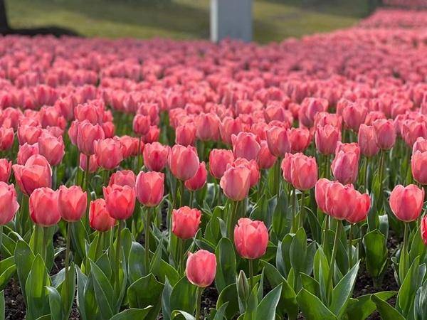 春日踏青好去向 长命湖郁金香花开正盛