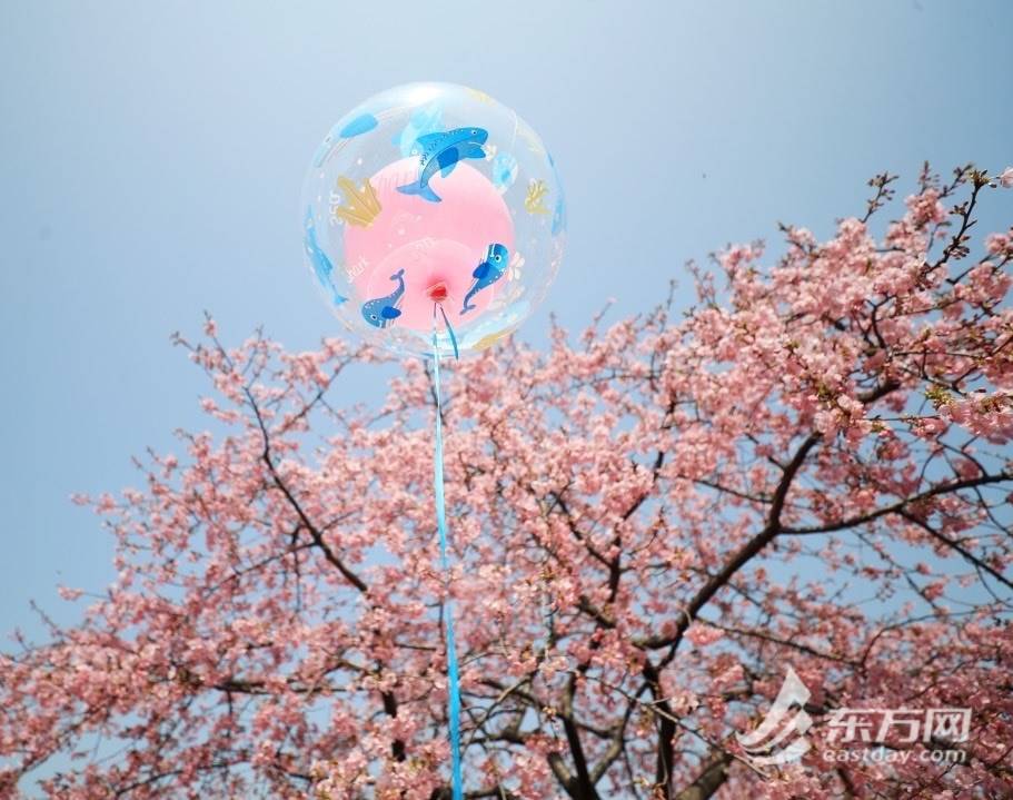 拥抱春日光“樱”，辰山动物园樱花季启幕首日旅客打破三万人次 | 组图