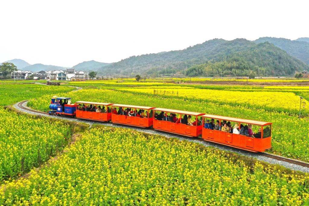 田村油菜花公园地址图片