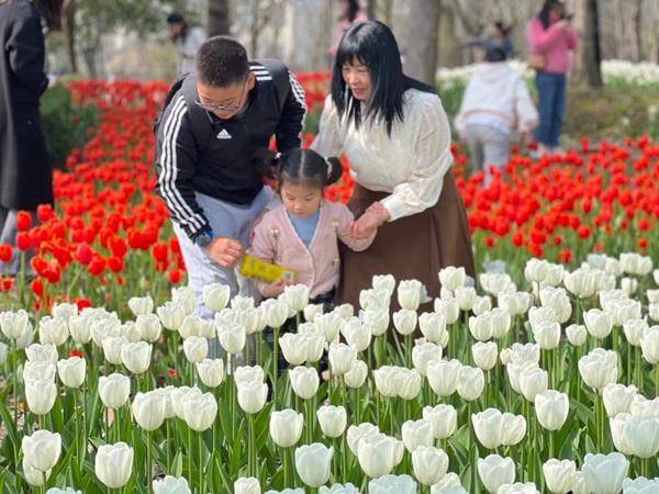 春日踏青好去向 长命湖郁金香花开正盛