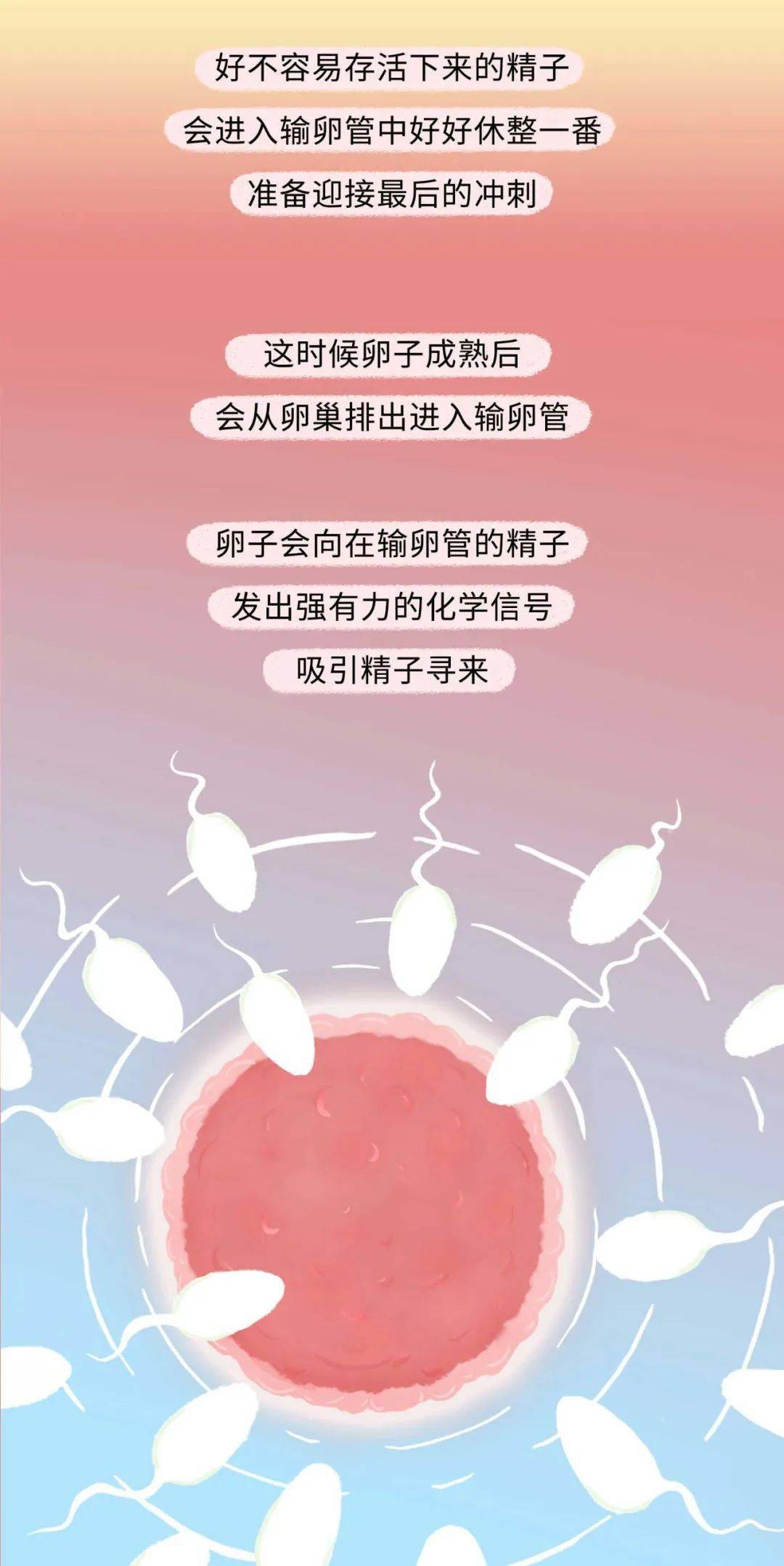 精子进入女生体内的全过程_一个人_运气_世界