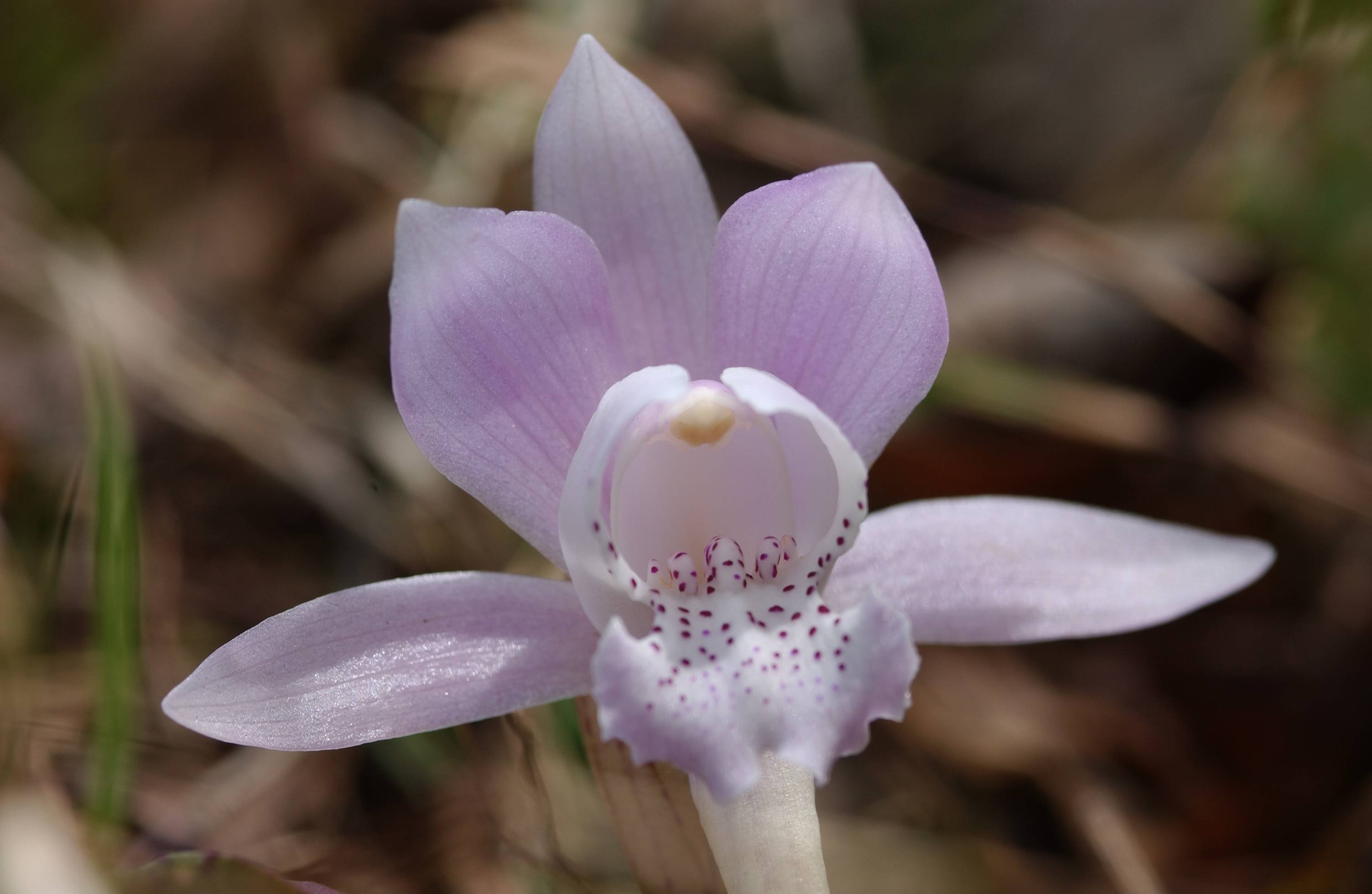 独花兰 邓建新/摄毛寨省级自然保护区毛寨省级自然保护区地处青川县