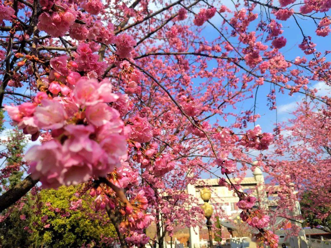 宣城的市花图片