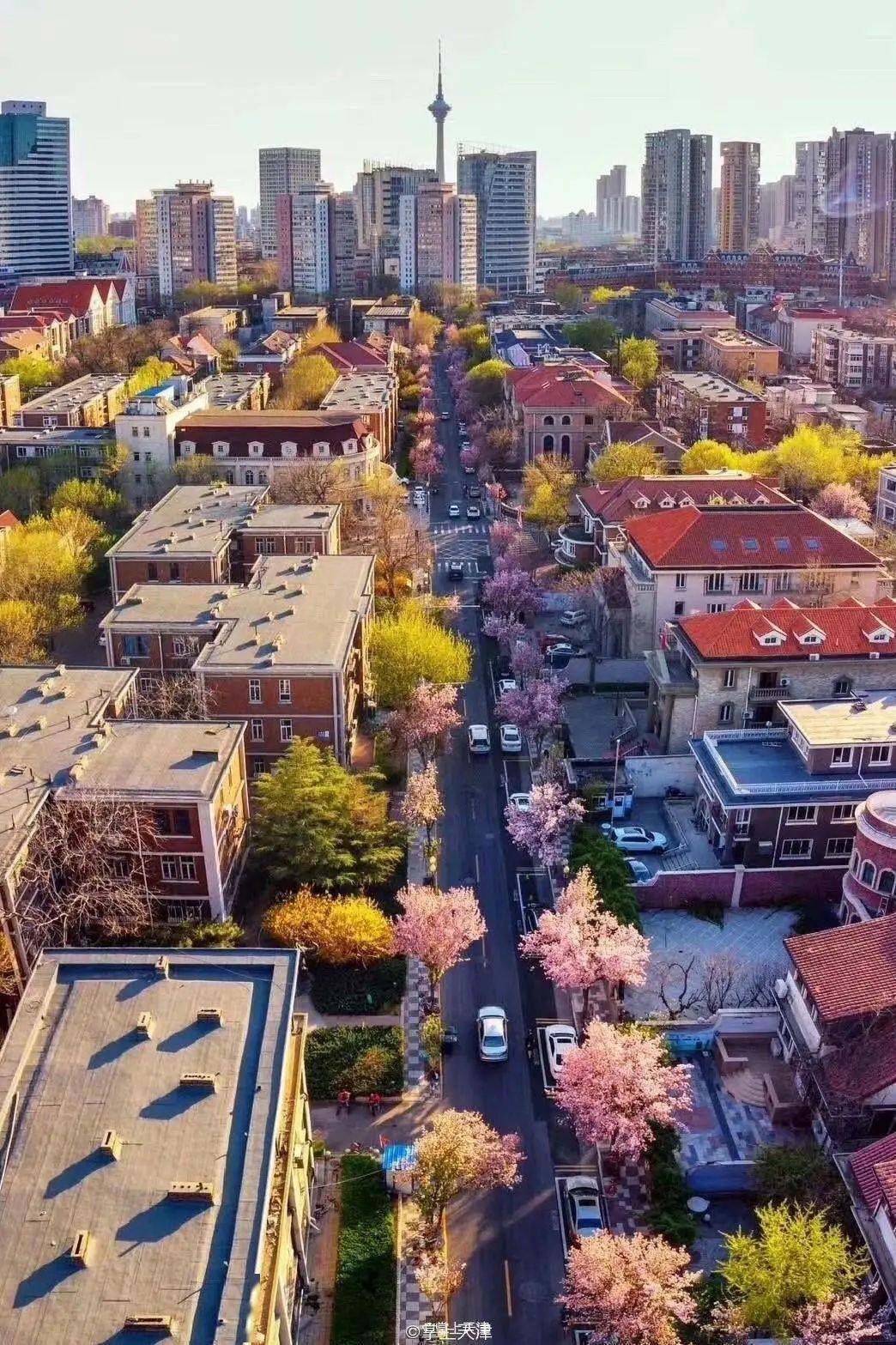 赏花月历 停车攻略!_大理道_天津_武清必