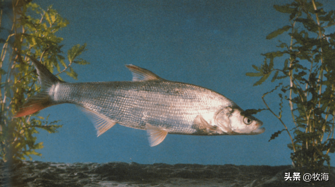 太湖苕溪出现白鱼群,鳡鱼产卵信号明显,鱼群资源"失而复现"?