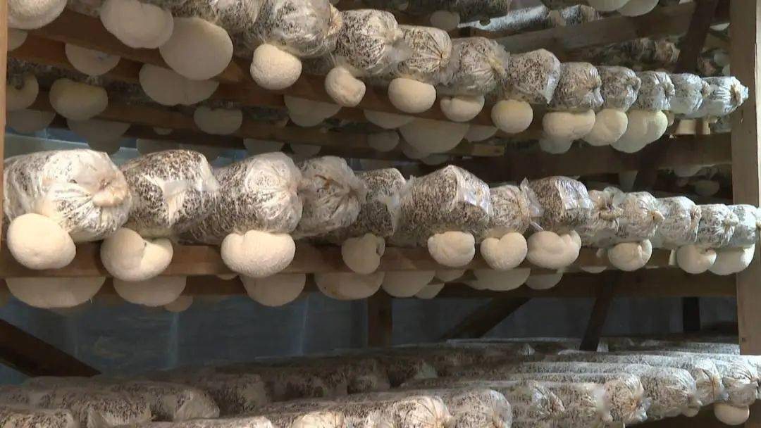 【乡村振兴进行时】吉巷前垅:朵朵猴头菇奏响春日"丰收曲"_种植_建设