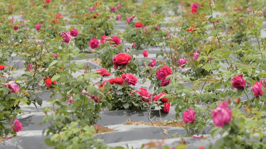 【斑斓安顺•花漾中国】安顺经开区赏花季启动，诚邀您踏青赏花，共赴春光！