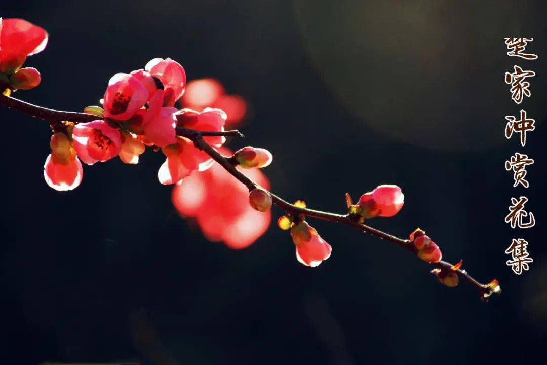 花軍嶋物語初輯-