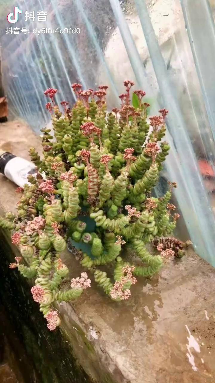 钱串开花,富贵到家多肉植物