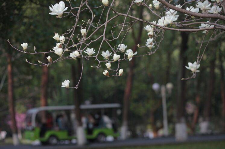 夜雨丨郑劲松：西南大学的校花开了