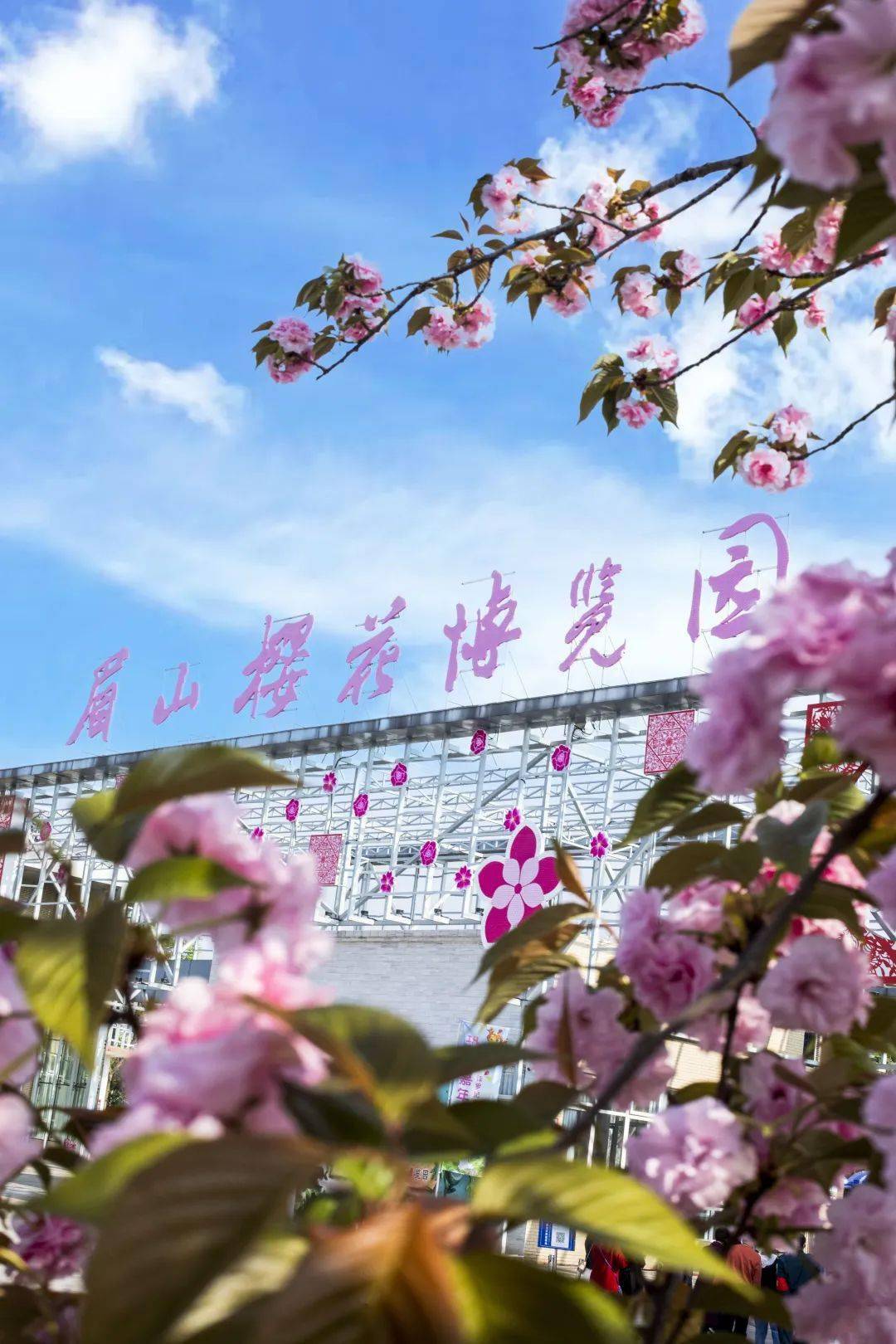 阳光关山,松月等樱花20多种园区内种植了染井吉野,中国红眉山樱花博览