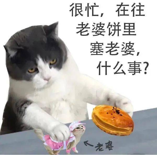 猫猫很忙表情包