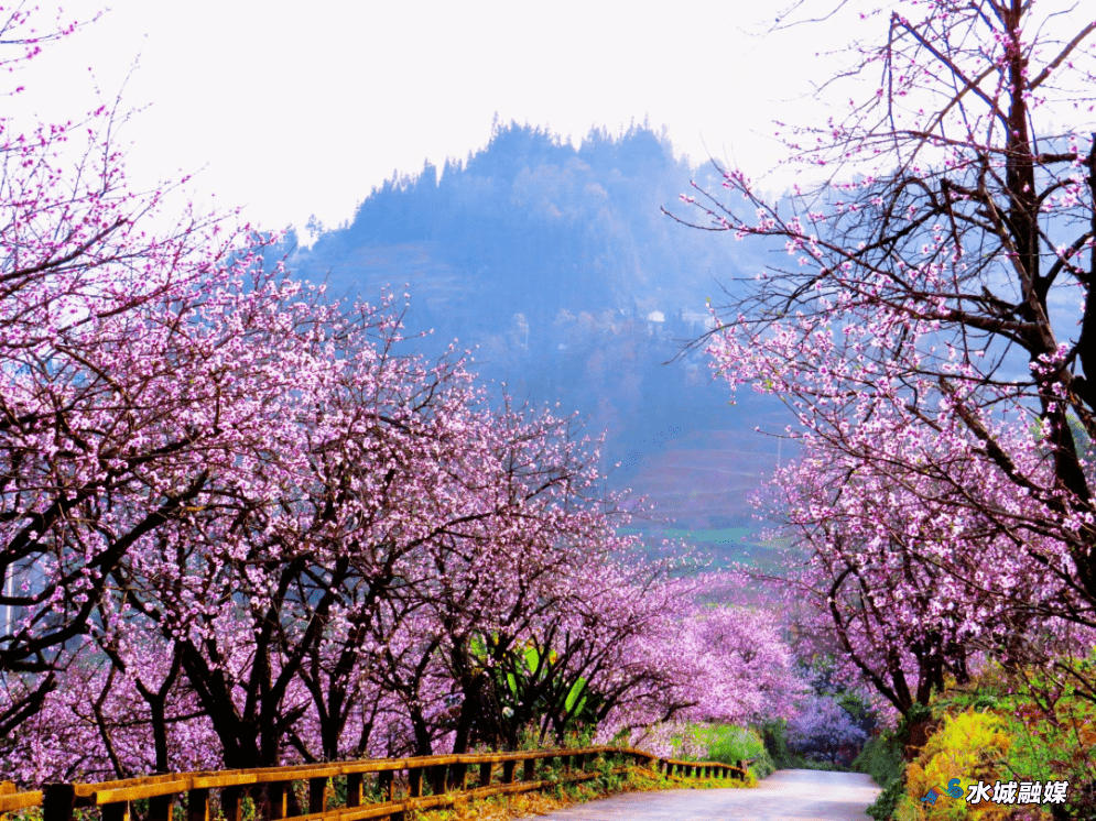 营盘乡桃花节为你准备了这些活动~_颁奖_桃花源_城区