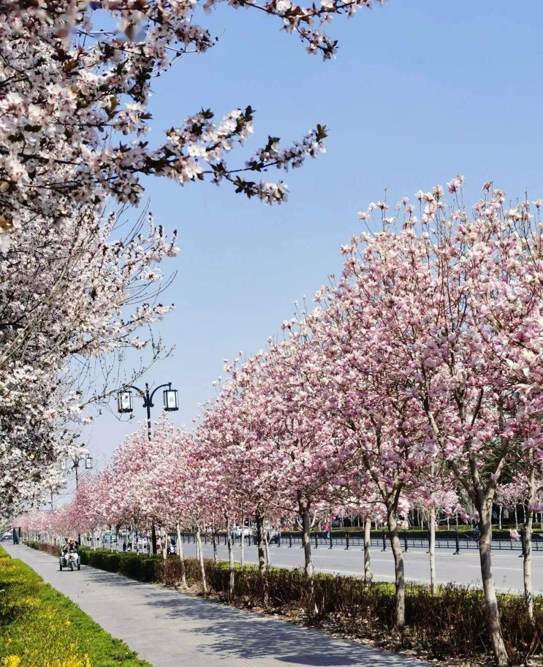 27千米,整条道路打造成玉兰特色一条街,行道树主要为红运玉兰,在重要