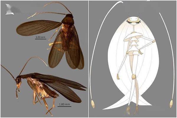 新加坡发现全新蟑螂品种 酷似奇异宝物费洛美螂
