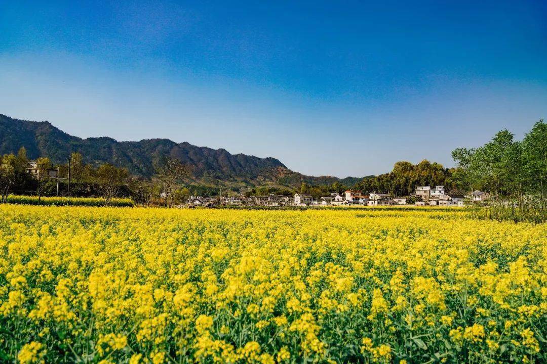 春到人间丨2023年绩溪油菜花赏花指南,最全玩法上线,必须收好!