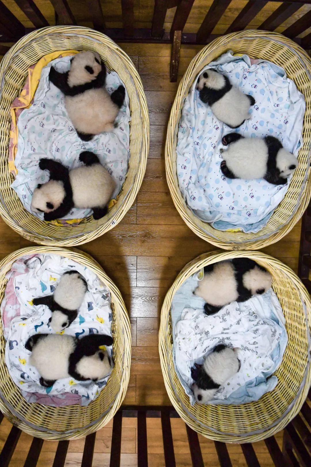 "真的好爱熊猫,谁懂啊"_中国人_动物园_外交