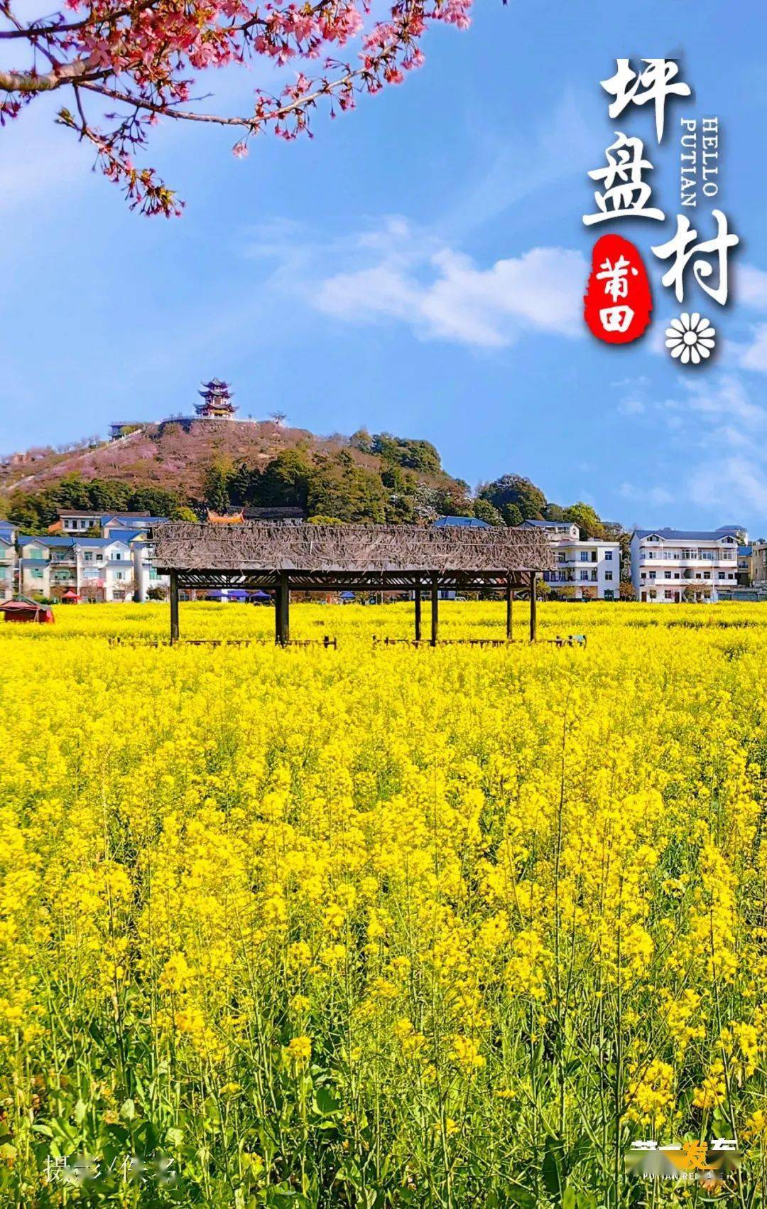 67【哲理轉發】3月9日,《您好·莆田》坪盤村_花田_旅遊_油菜花