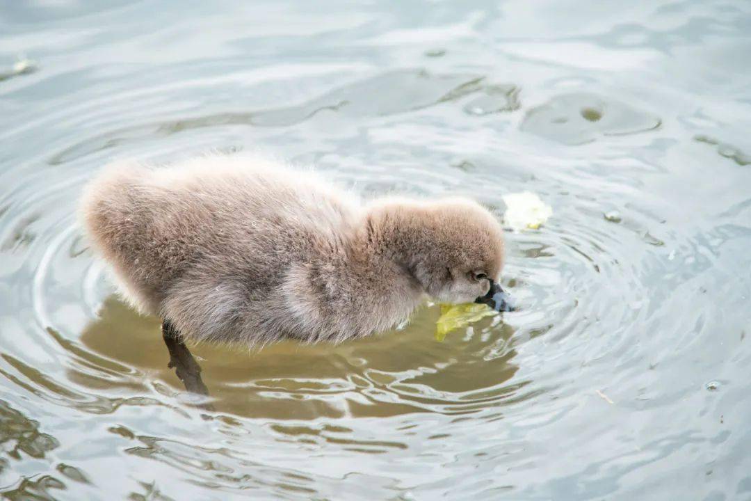 西华"鹅二代"来啦!_校园_天鹅_阳光