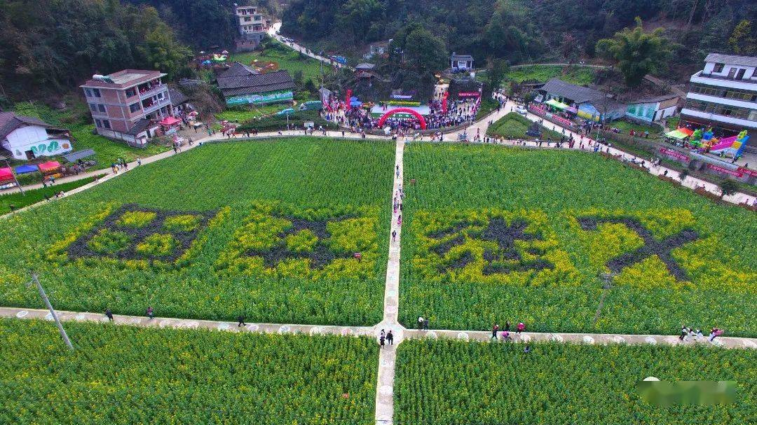 带你走进中和镇油菜花节_游客_乡村_花海