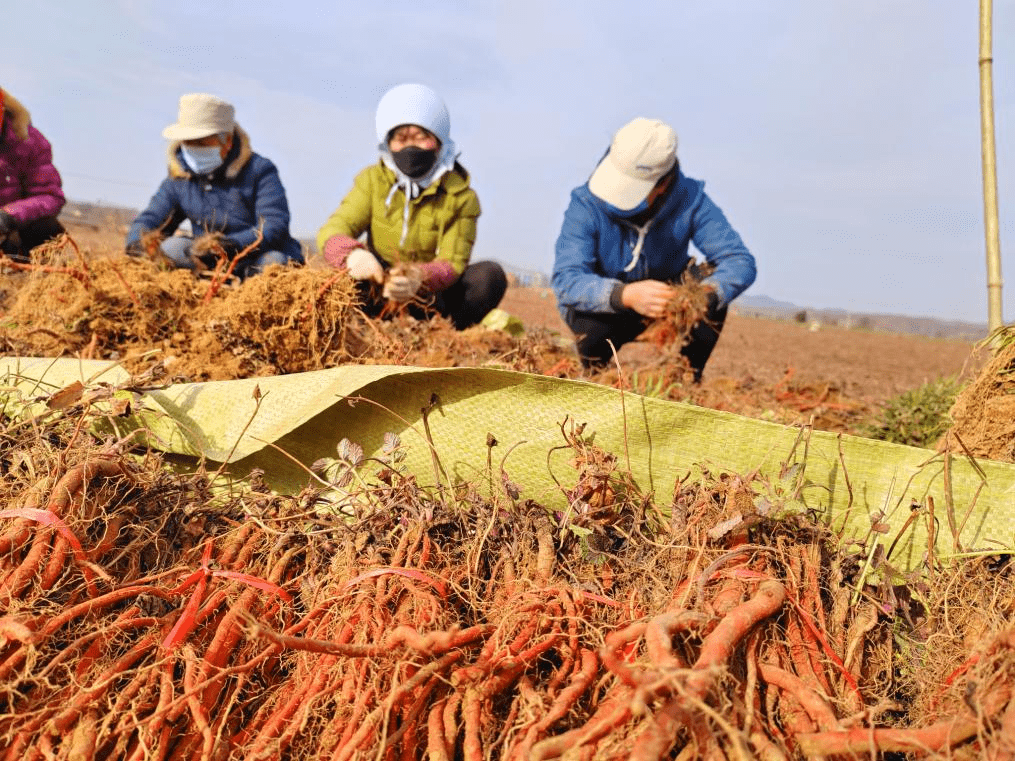 种苗收获忙 豫西丹参创品牌_协盛_中药材_种植