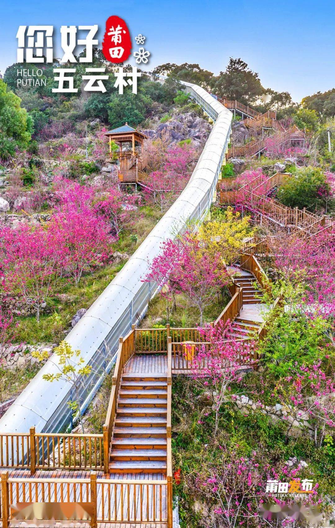 67【哲理转发】3月10日,《您好·莆田》五云村_桃花_福建省_樱花