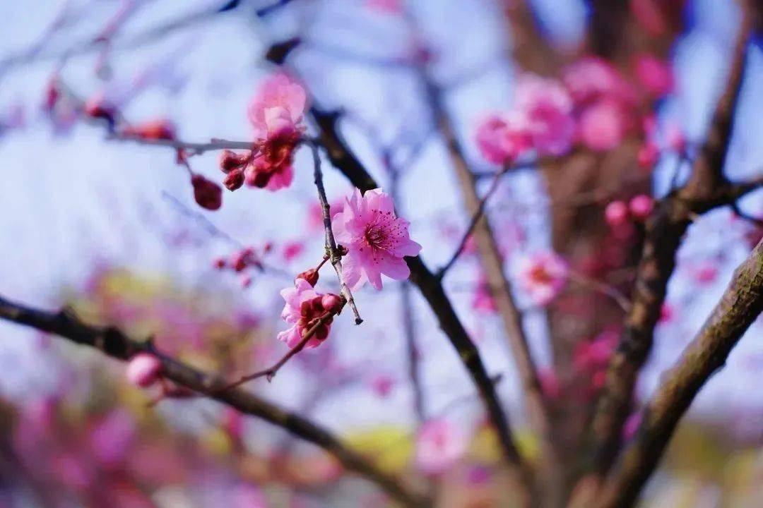 春日打卡 | 瘦西湖的美人梅花開正豔!快帶小夥伴們來賞花!