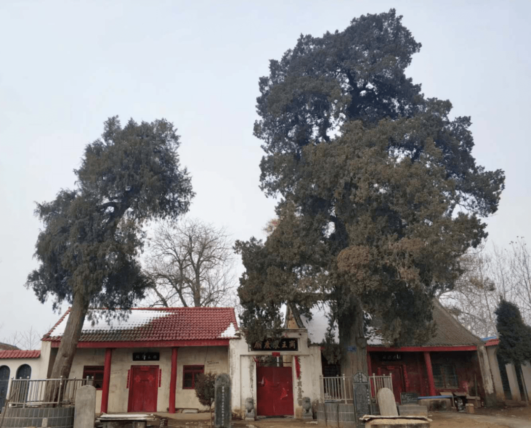 西株为松柏合璧,南松北柏,曾有枝吹断,锯开后木纹呈鸟状,故名鸟柏