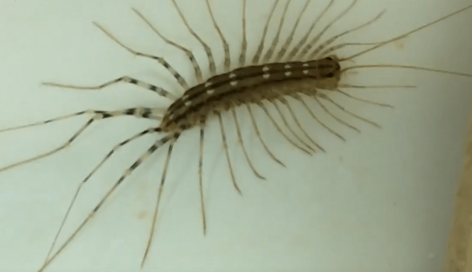 农村常见的蚰蜒,俗称"钱串子",为什么现在越来越少了?