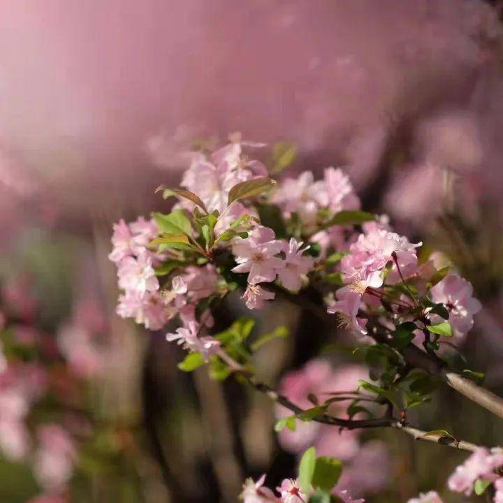 千红的花卉轮番绽放勾绘出一幅春光明媚的斑斓图景牟定海棠花(通讯员