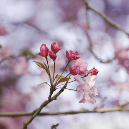千红的花卉轮番绽放勾绘出一幅春光明媚的斑斓图景牟定海棠花(通讯员