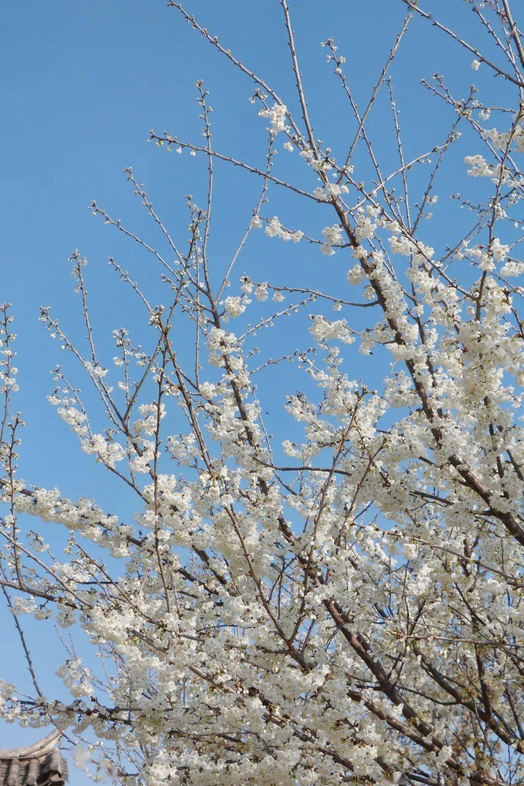 千红的花卉轮番绽放勾绘出一幅春光明媚的斑斓图景牟定海棠花(通讯员