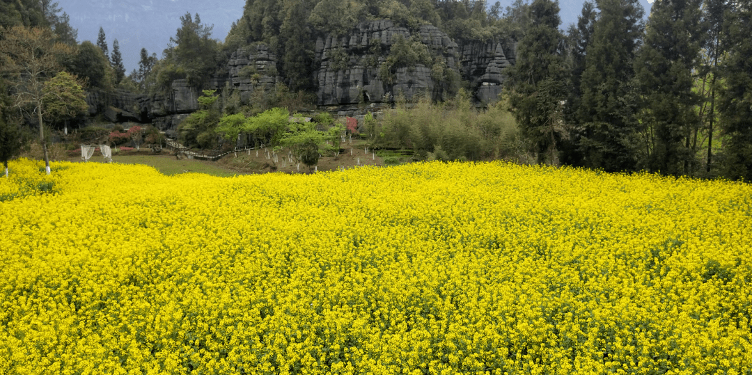 观赏芍药苗多少钱一颗