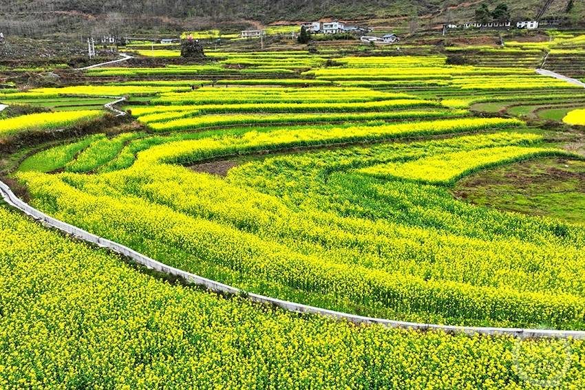 3月13日,重慶市酉陽土家族苗族自治縣酉酬鎮和平村千餘畝油菜花進入盛