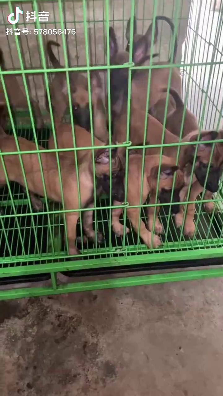 精品马犬 马犬幼犬