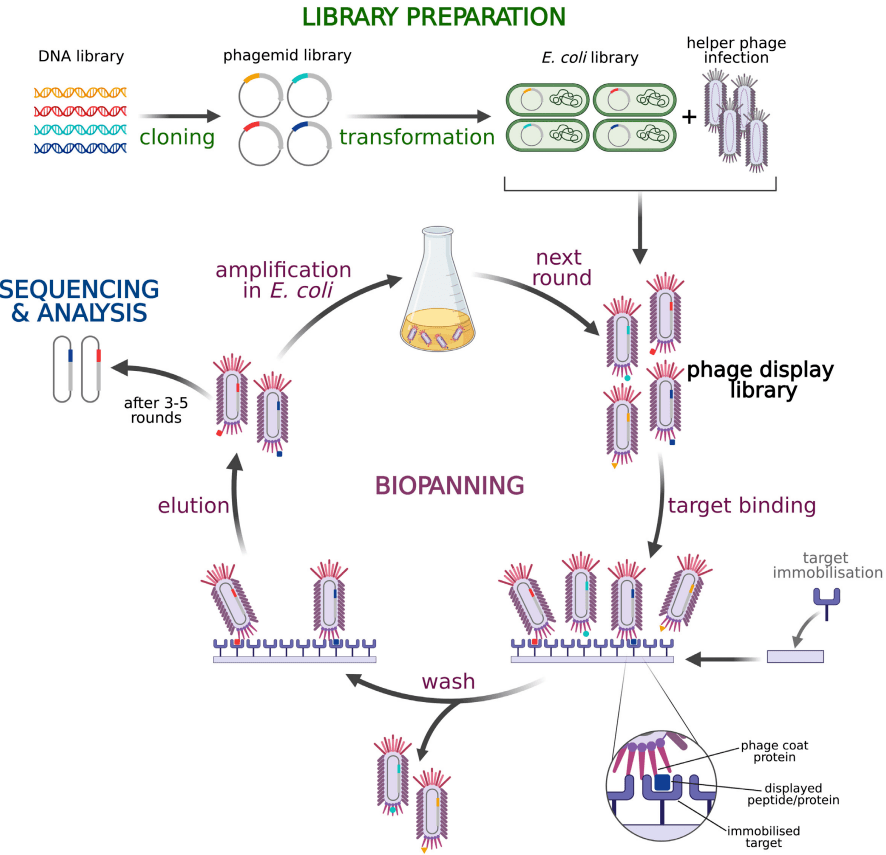 library),辅助噬菌体感染后产生噬菌体展示库(phage display library)