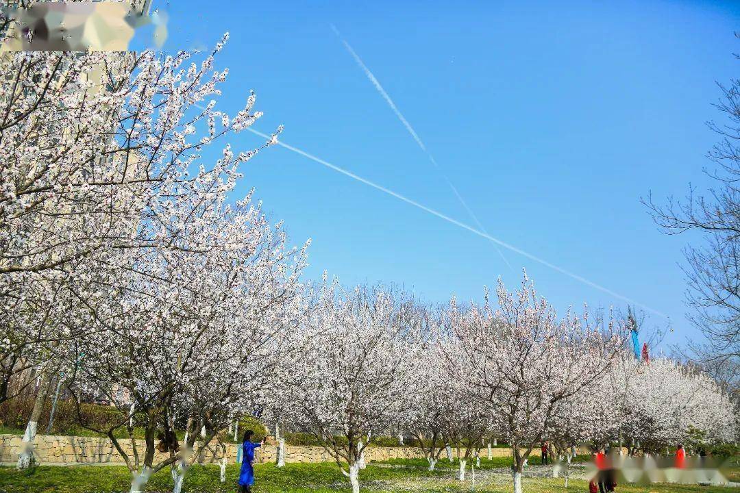 蚌埠市市花图片